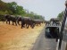 Pozor! sloni přes cestu!