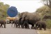 Pozor! sloni přes cestu! II